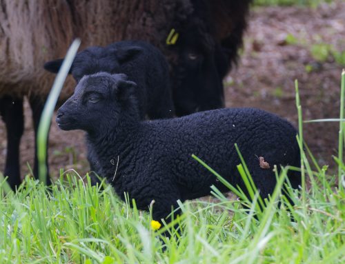 Carnet rose : cinq agneaux sont nés au Centre hospitalier Laborit