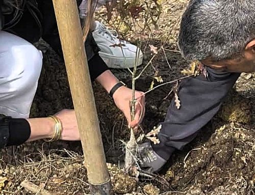 1 000 arbres plantés : une action collective au Centre Hospitalier Laborit