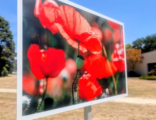 Une exposition photographique à découvrir dans le parc du Centre Hospitalier Laborit